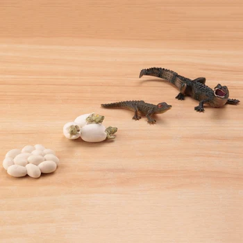 Simulácia Alligator Zvierat Rastu Životného Cyklu Modelu Deti Dieťaťa Predškolského Vzdelávania Kognitívnej Biológie Hračky